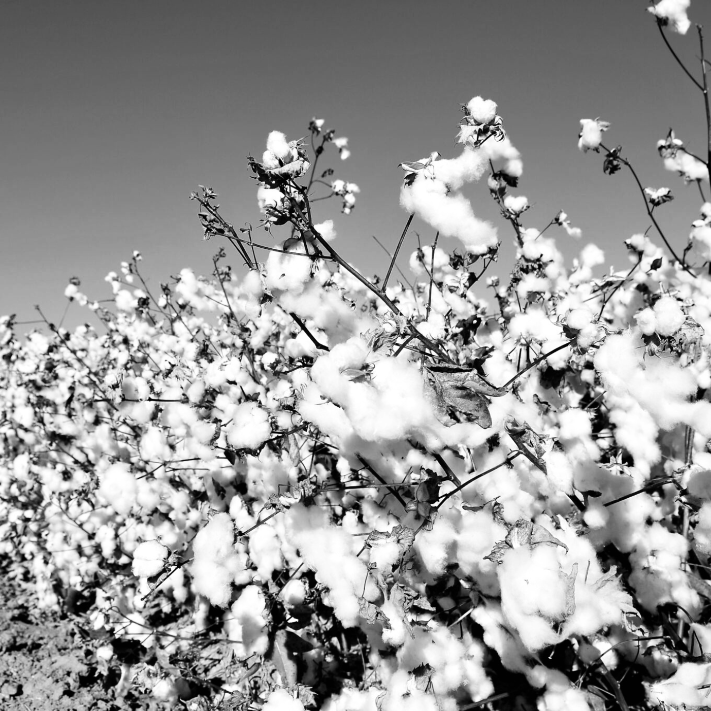 Mercerised Egyptian Cotton